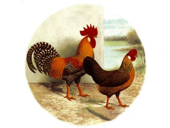 Separate Motives- Rooster 1 (50x50mm)