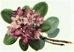 Separate Motives- Daphne (35x45mm)