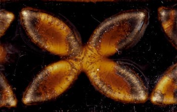 Amaco Potter's Choice - PC-64 Aventurine (16oz)