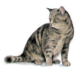 Separate Motives-Cat (6) 2pcs