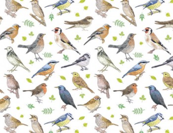 Chintz- Birds (Colour)