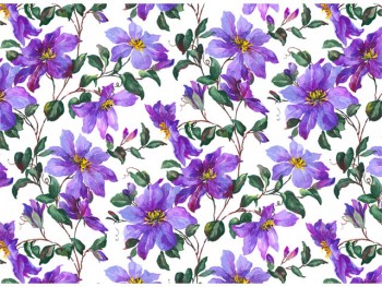 Chintz-Clematis (Purple)