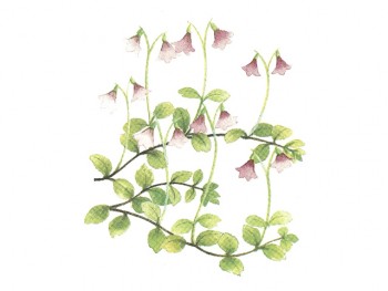 Separate Motives- Bellflower  (4pcs)