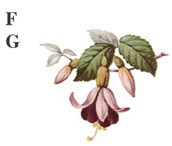 Separate Motives- Lily 4(42x35mm)