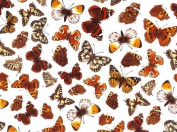 Chintz- Butterfly (Orange)