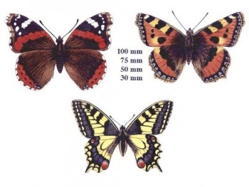 Separate Motives-Butterfly 2(50x75mm)