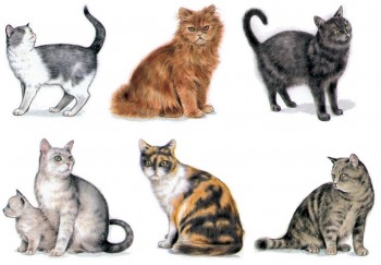 Separate Motives-Cat SET (Small) 2pcs