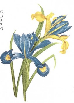 Separate Motives-Iris (36x18mm)