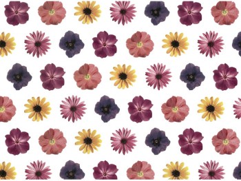 Chintz-Daisy (Purple Blue)
