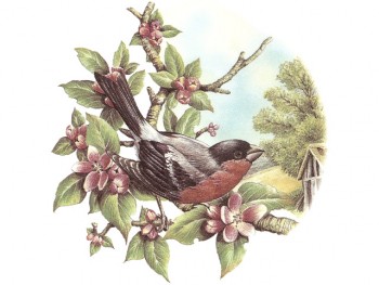 Separate Motives- Fruit in Garden 3 (2pcs)