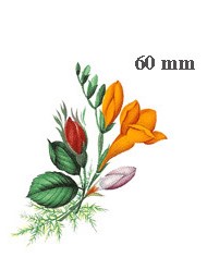 Separate Motives-Anniversary 2(50x60mm)