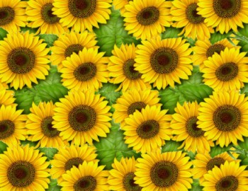 Chintz-Sun Flower (Colour)