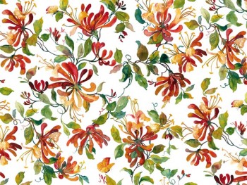 Chintz-Honeysuckle (Colour)