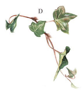 Separate Motives- Leaves(1) 4pcs