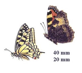 Separate Motives-Butterfly 1(20x40mm)