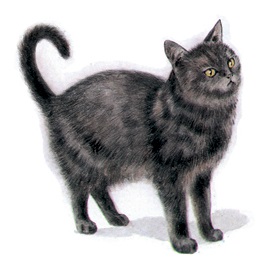 Separate Motives-Cat (3) 2pcs