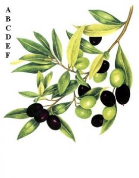 Separate Motives-Olives 1(34x30mm)