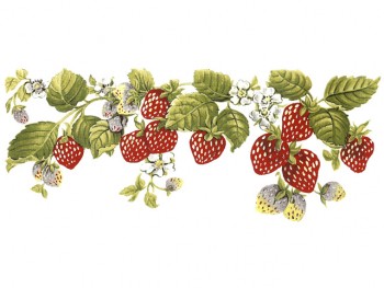 Separate Motives- Fruit in Garden (3)