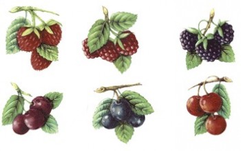 Separate Motives- Fruits (80x140mm)