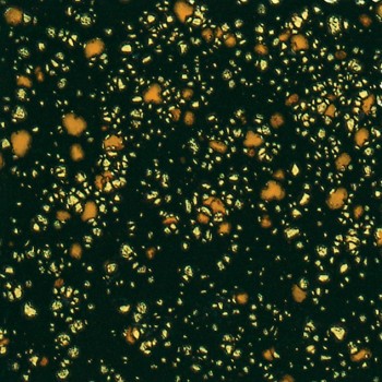 Mayco Jungle Gem - CG-798 Black Iris (4oz)