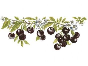 Separate Motives- Fruit in Garden (2)